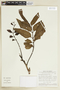 Trattinnickia rhoifolia var. lancifolia image