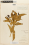Buxus citrifolia image