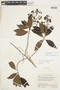 Escallonia paniculata var. paniculata image