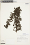 Escallonia polifolia image