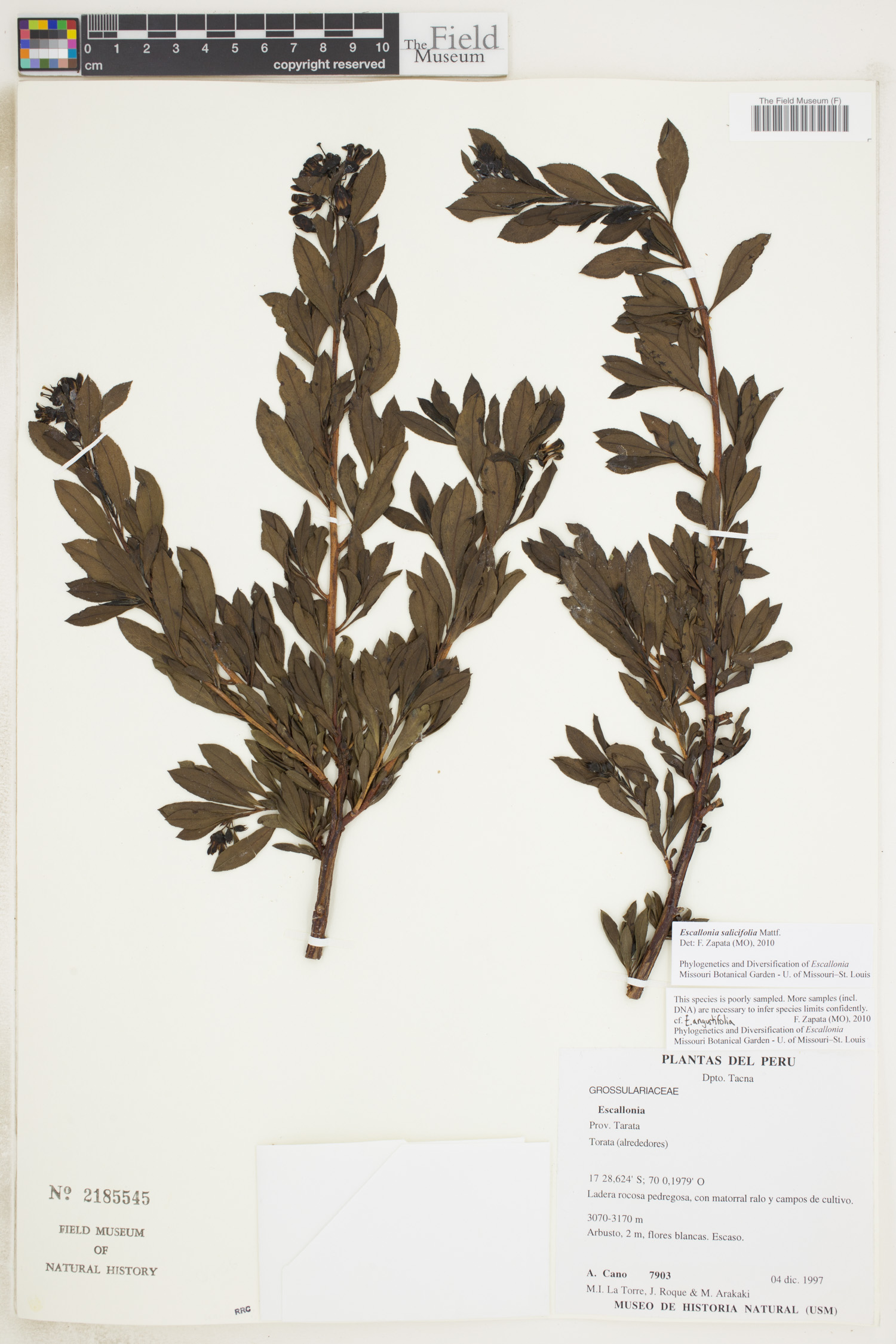 Escallonia salicifolia image