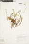 Saxifraga magellanica image