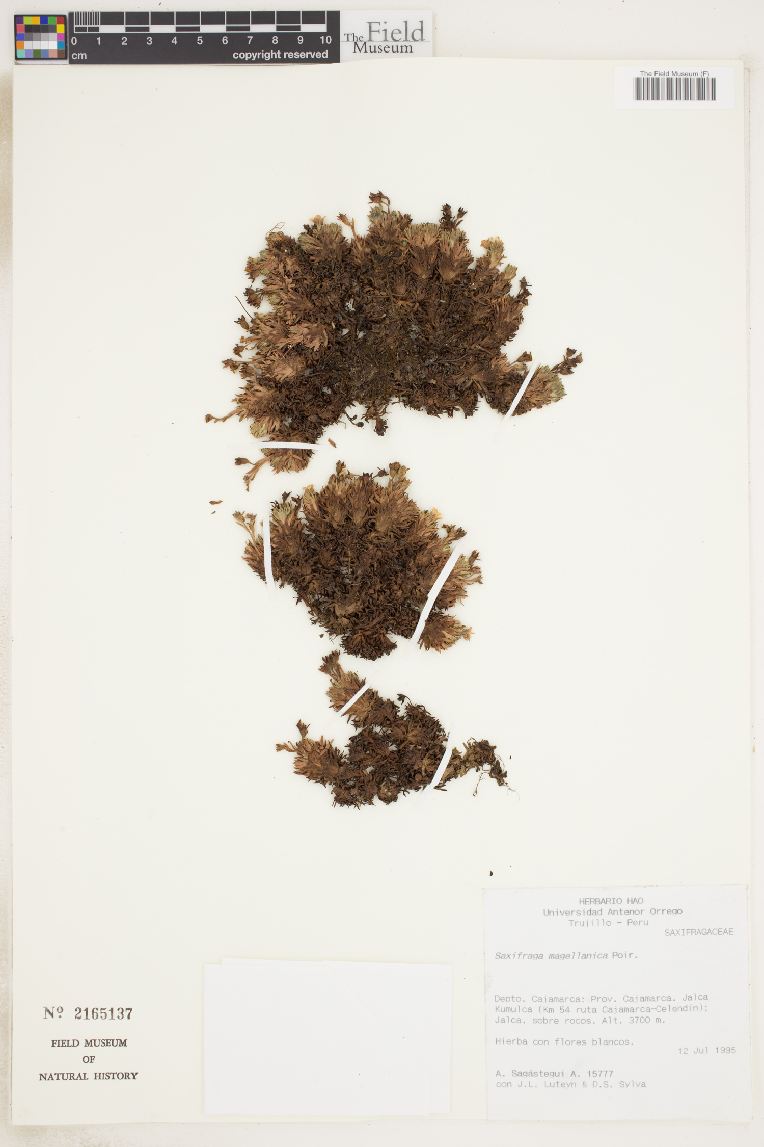Saxifraga magellanica image