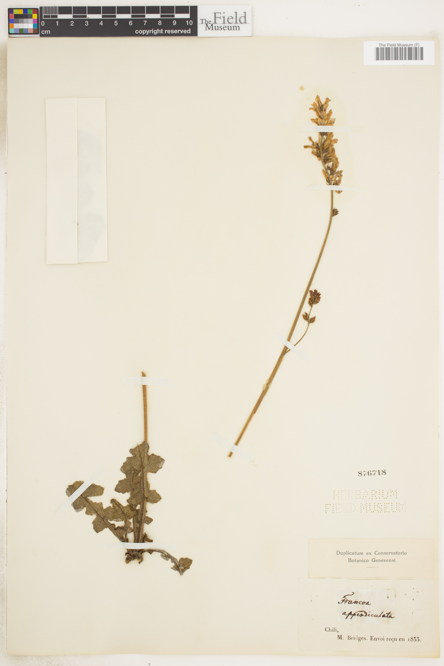 Francoa appendiculata image