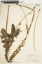 Francoa sonchifolia image