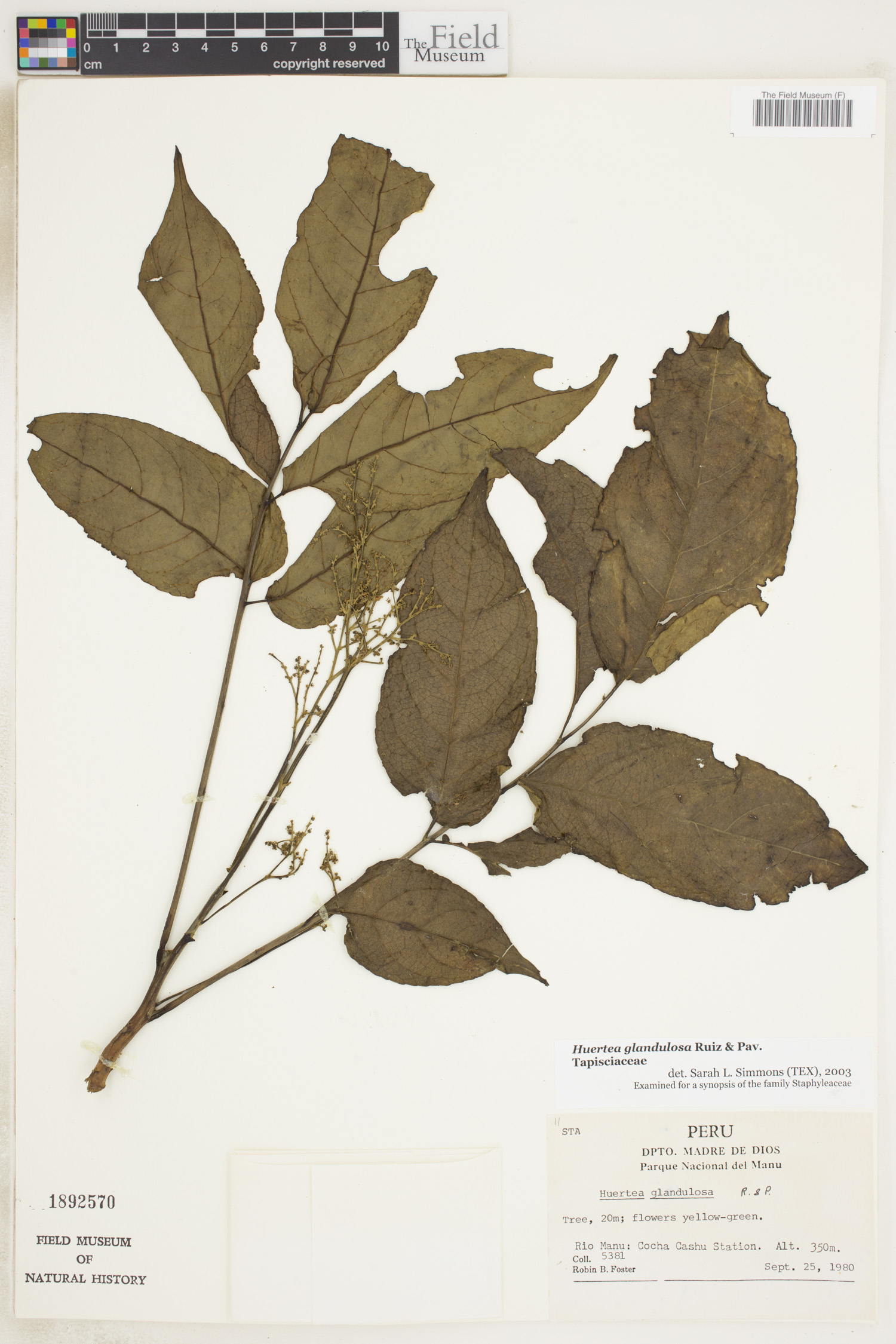 Huertea glandulosa image