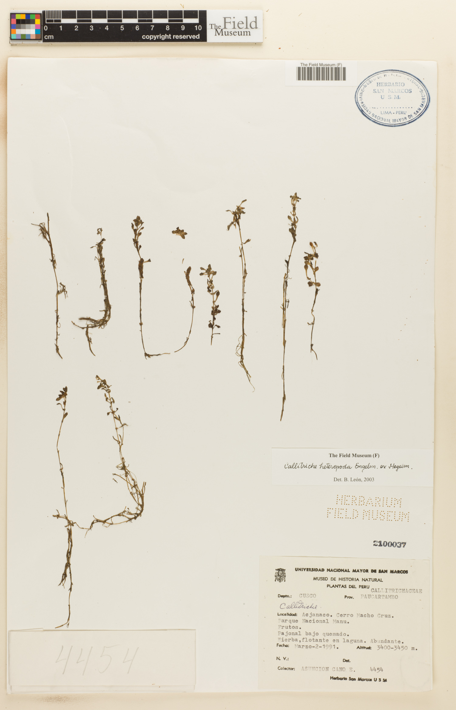 Callitriche heteropoda image