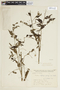 Byttneria gracilipes image