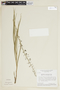 Byttneria jaculifolia image