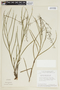 Byttneria jaculifolia image