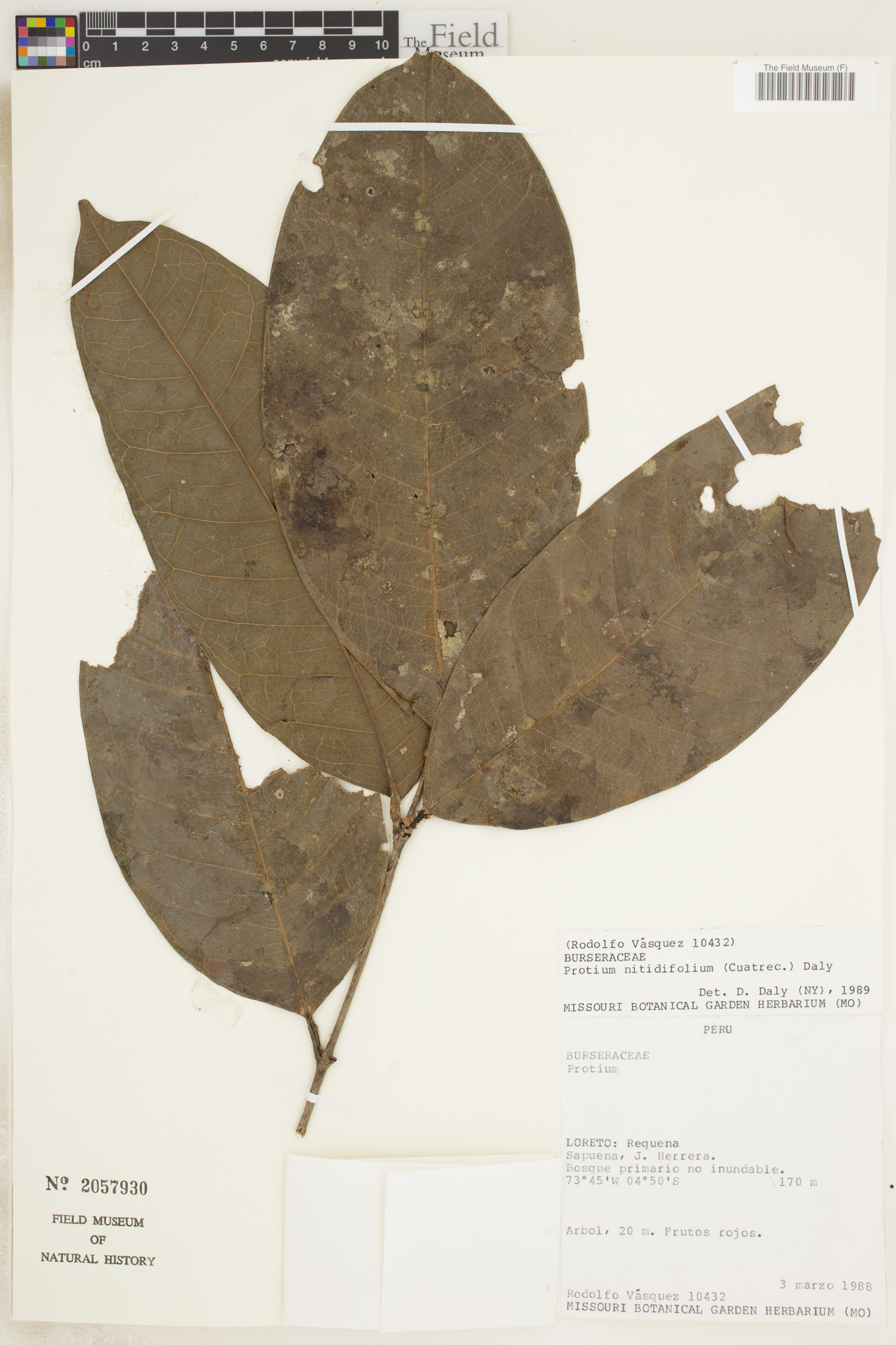 Protium nitidifolium image