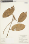 Protium nitidifolium image
