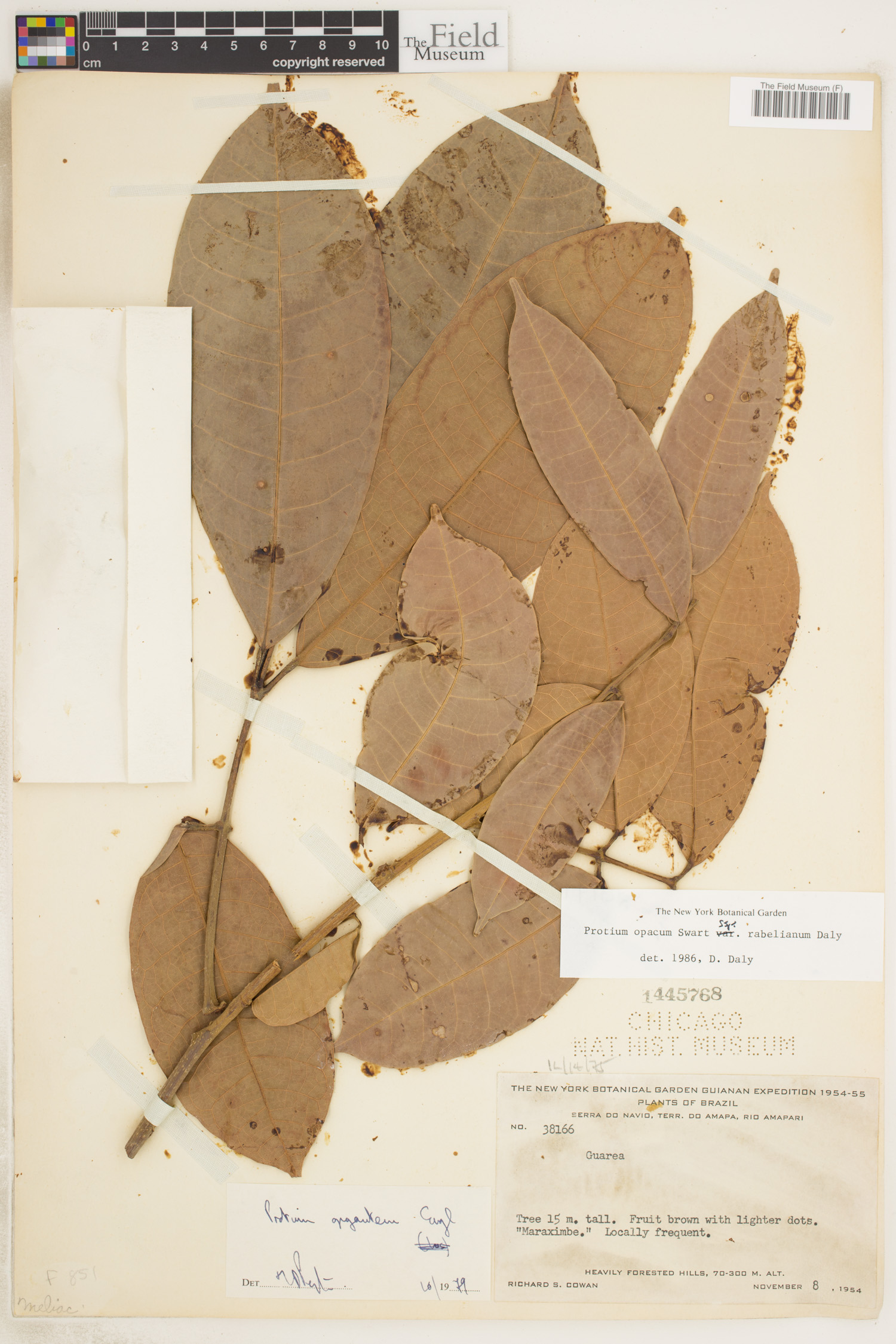 Protium opacum image