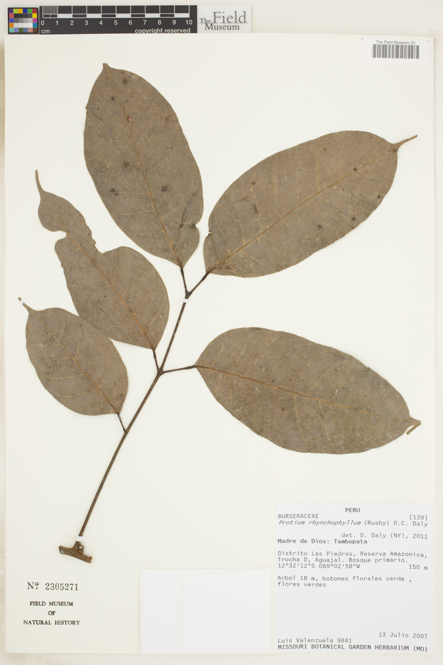 Protium rhynchophyllum image