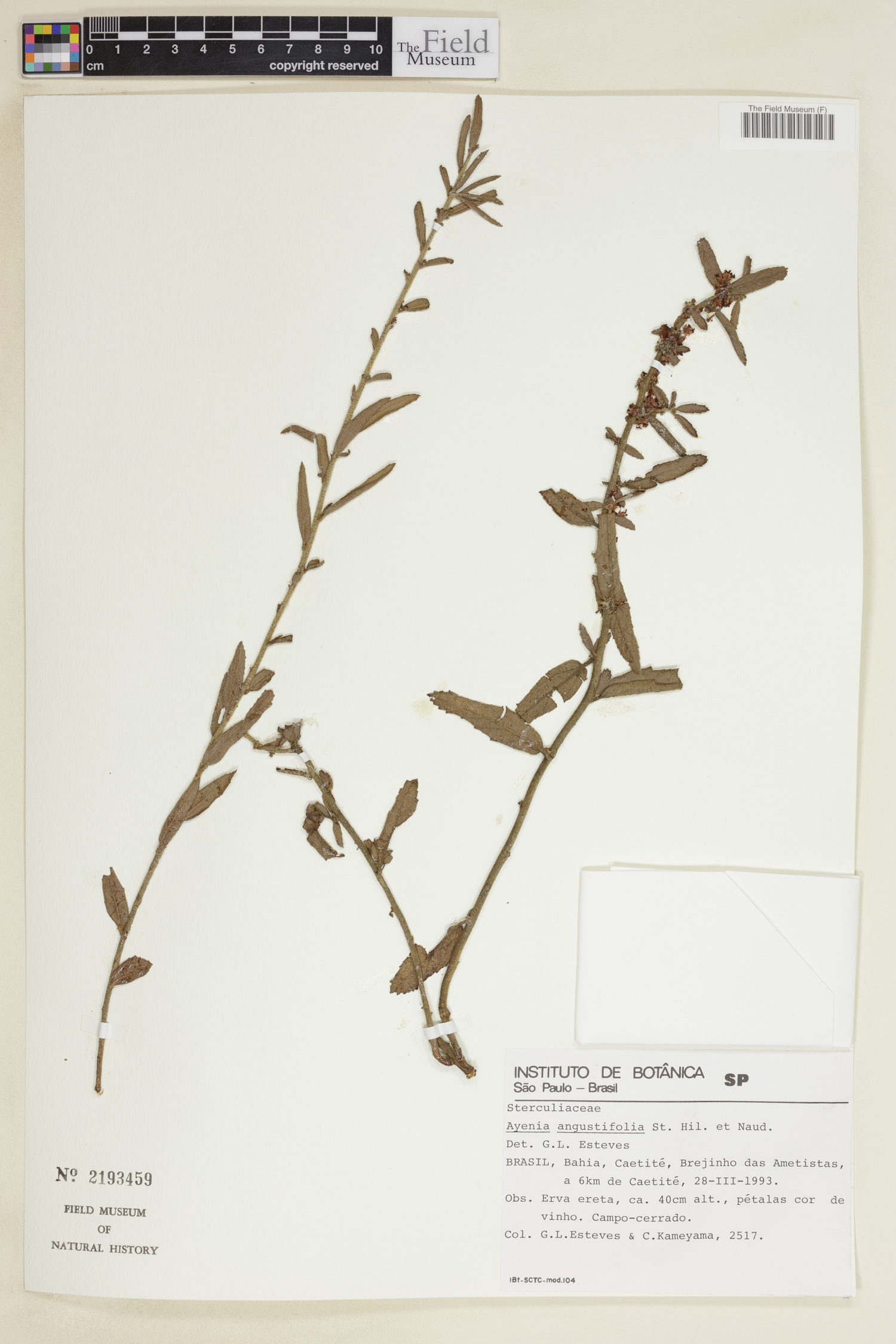 Ayenia angustifolia image
