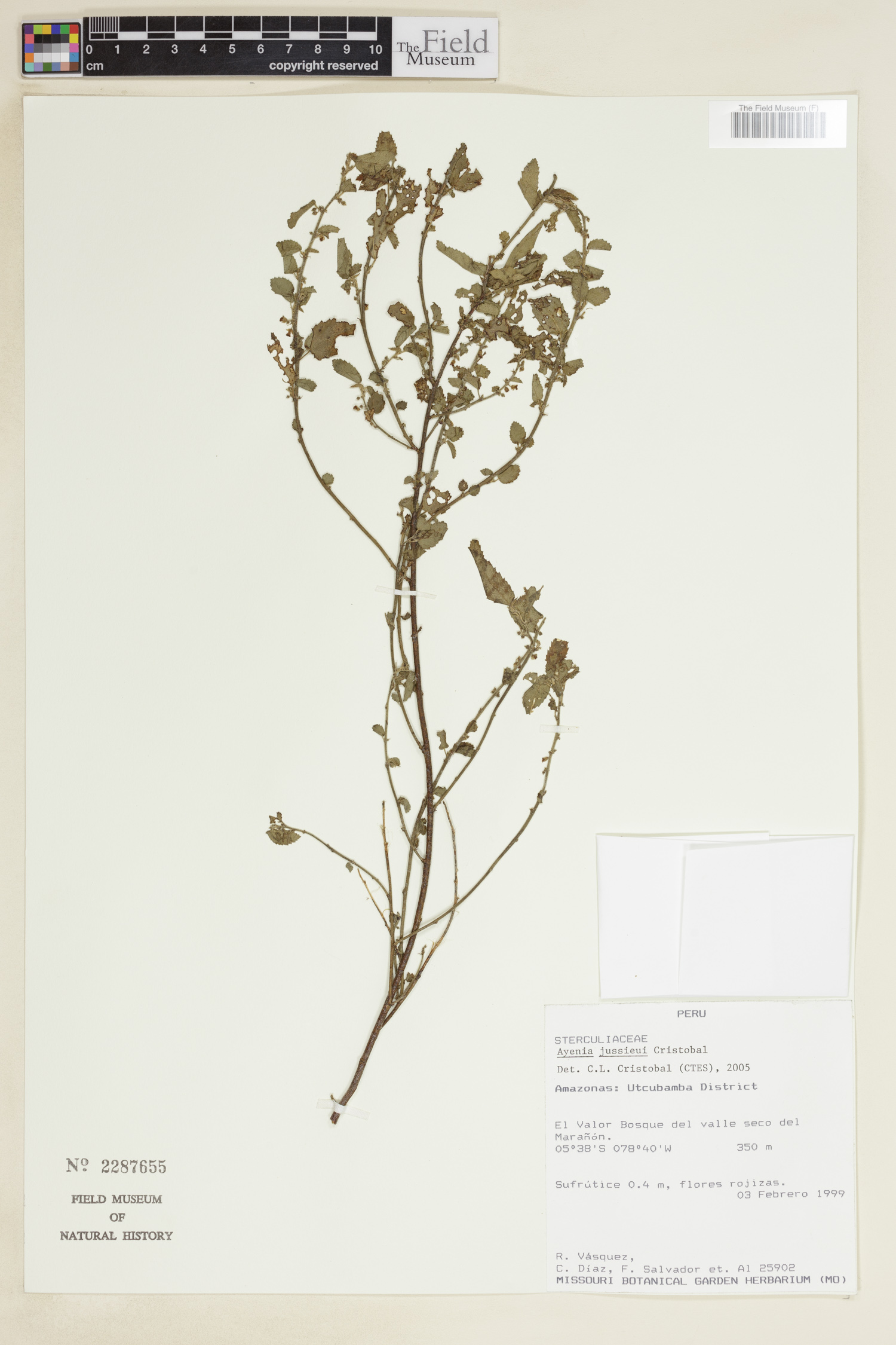 Ayenia jussieui image
