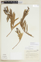 Escallonia angustifolia image