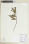 Escallonia angustifolia image