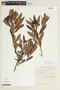 Escallonia farinacea image
