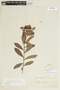 Escallonia farinacea image