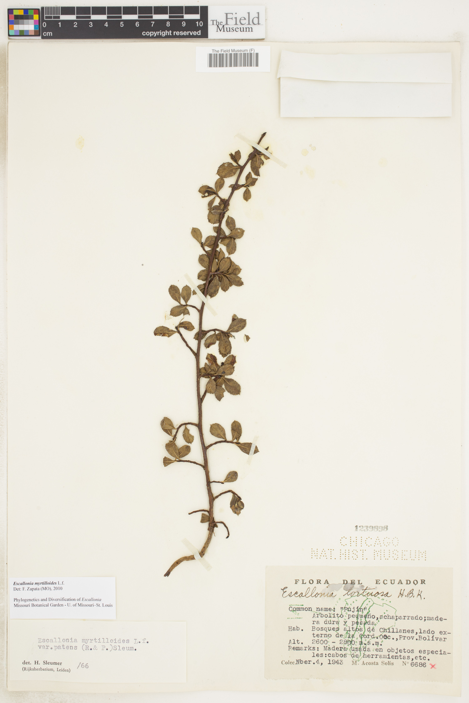 Escallonia myrtilloides var. myrtilloides image