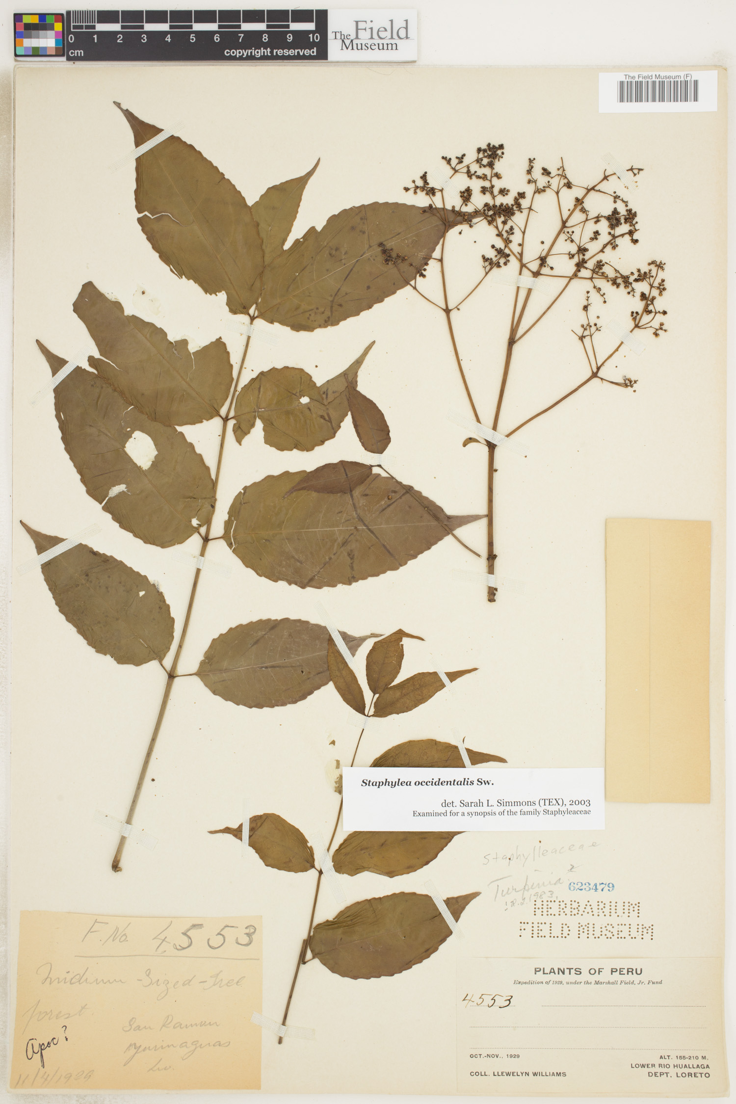 Staphylea occidentalis image