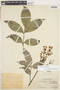 Staphylea occidentalis image