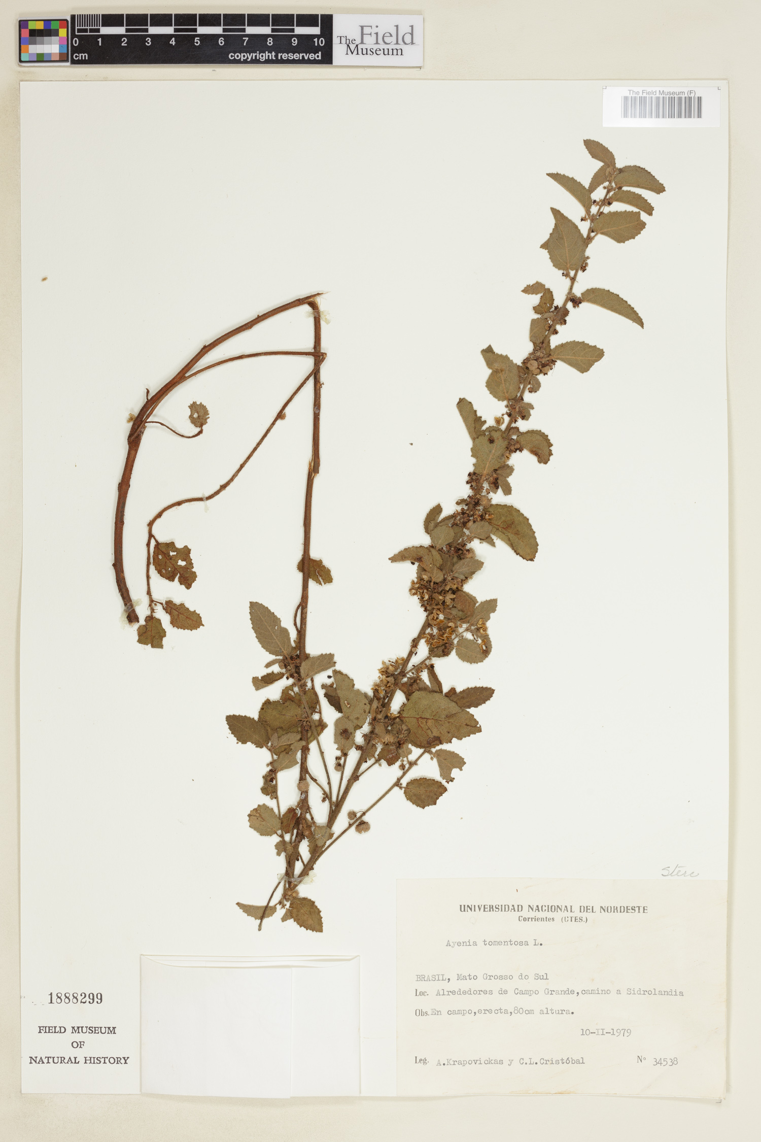 Ayenia tomentosa image