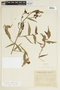 Byttneria australis image