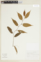 Byttneria australis image
