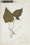 Byttneria catalpaefolia image