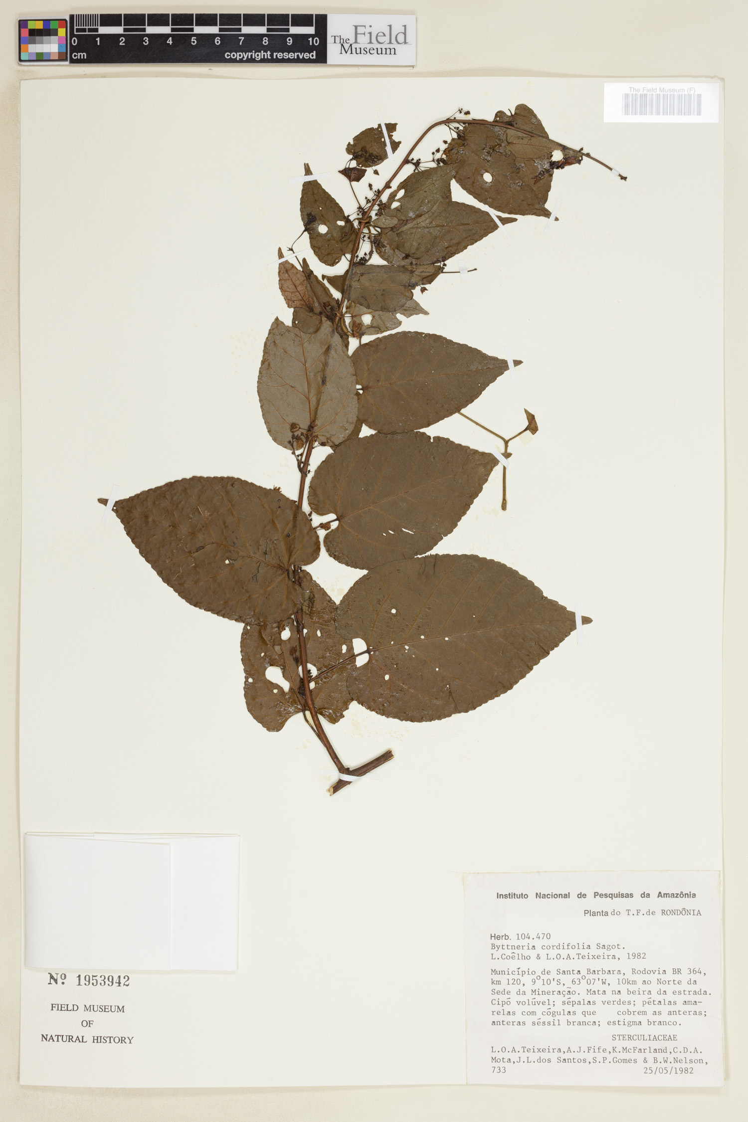 Byttneria cordifolia image