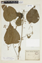 Byttneria catalpaefolia image