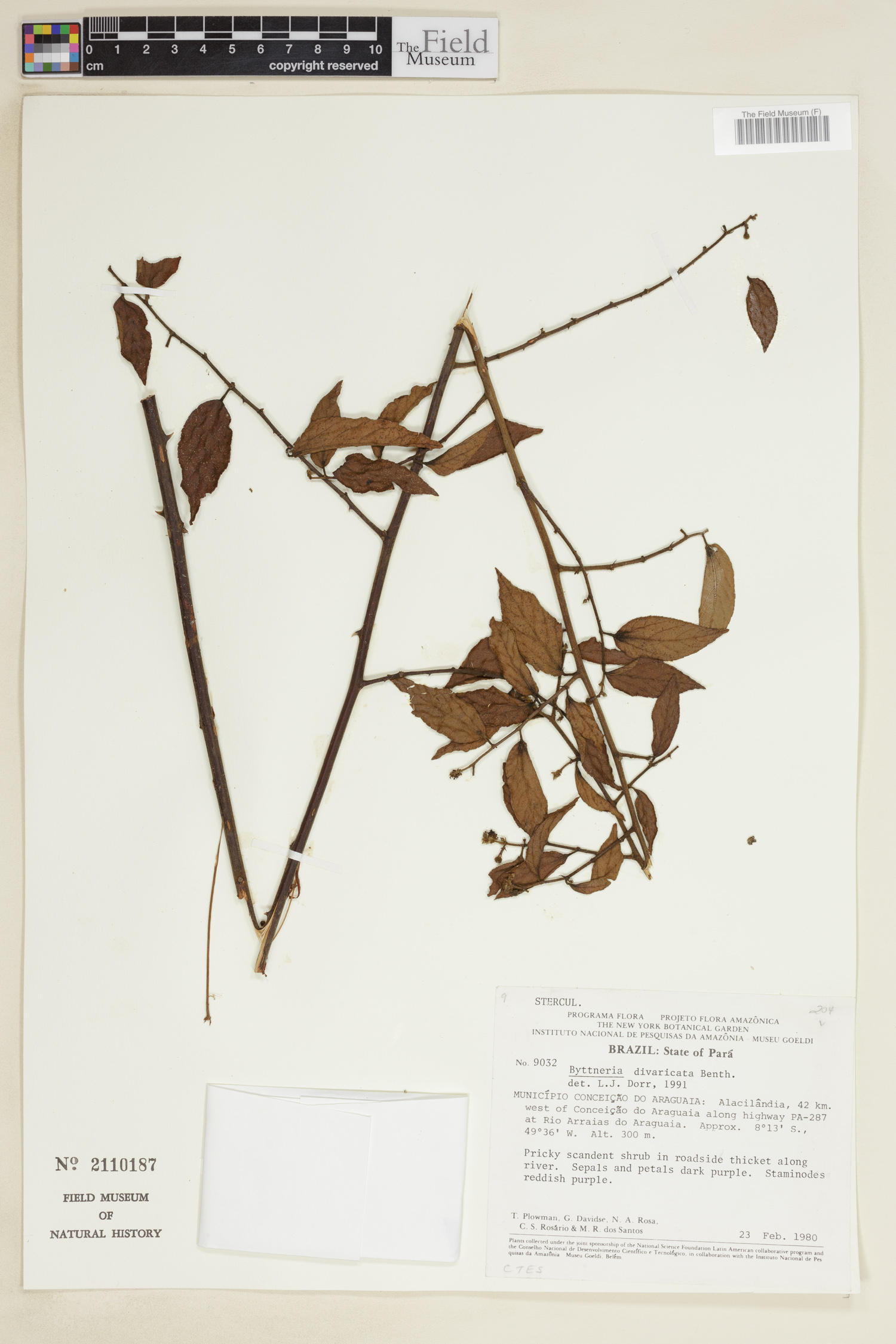 Byttneria divaricata image