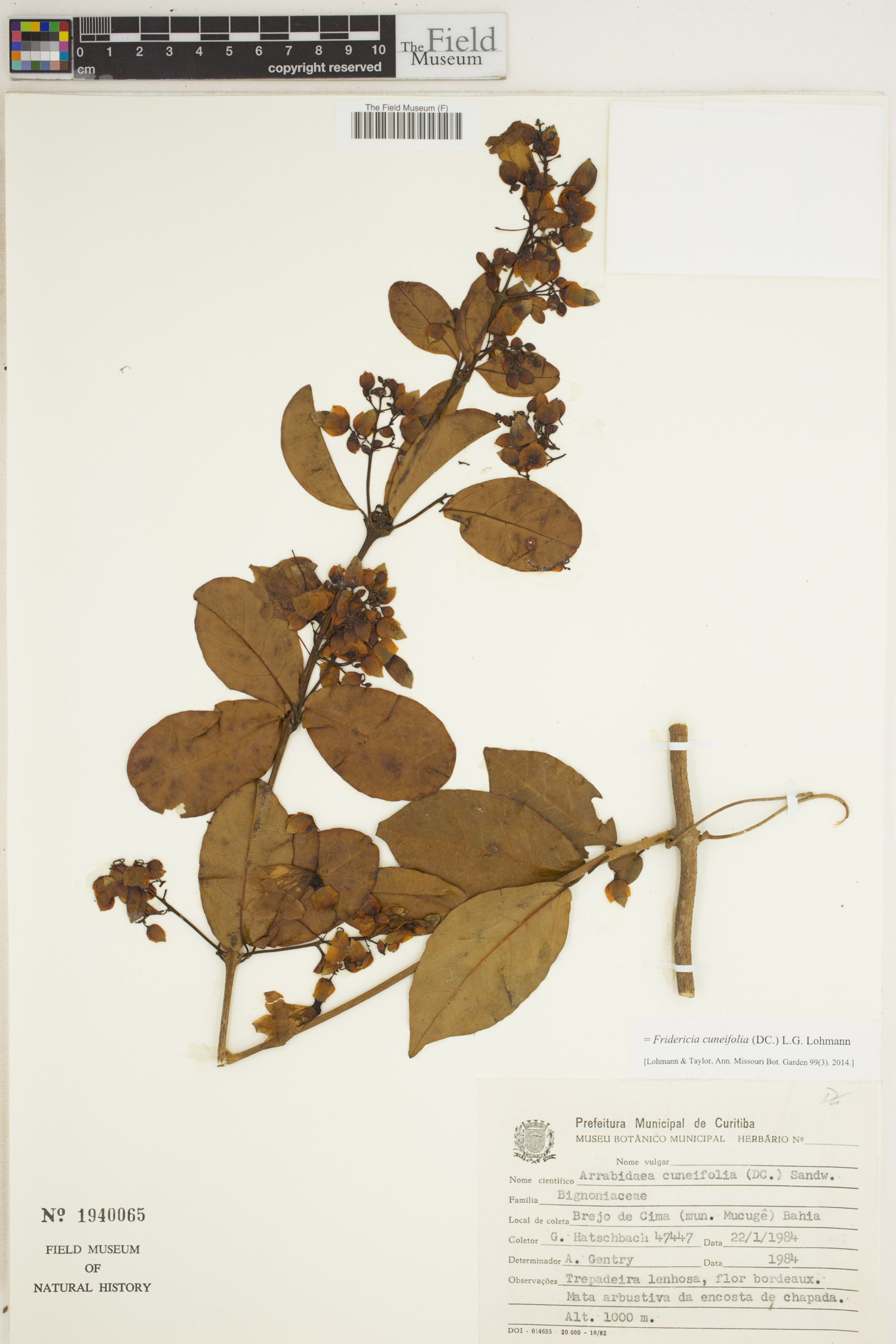 Fridericia cuneifolia image