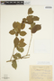 Fridericia cuneifolia image