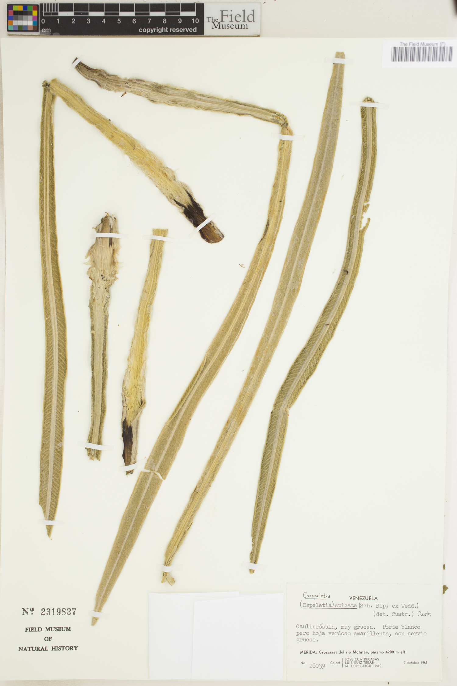 Coespeletia image