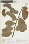 Monteverdia ardisiifolia image