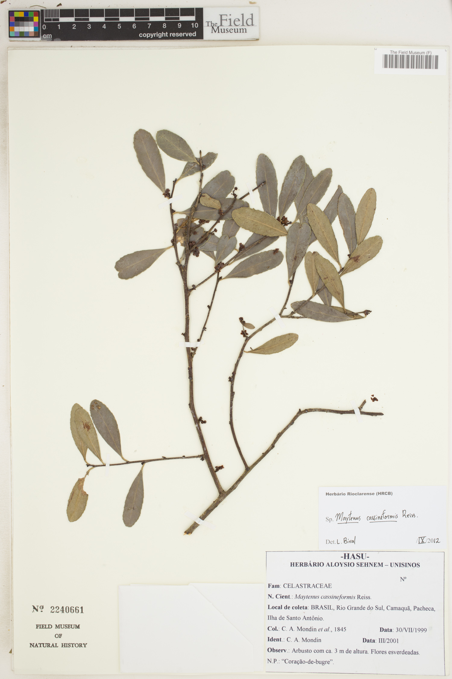 Monteverdia cassineformis image