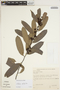 Monteverdia cestrifolia image