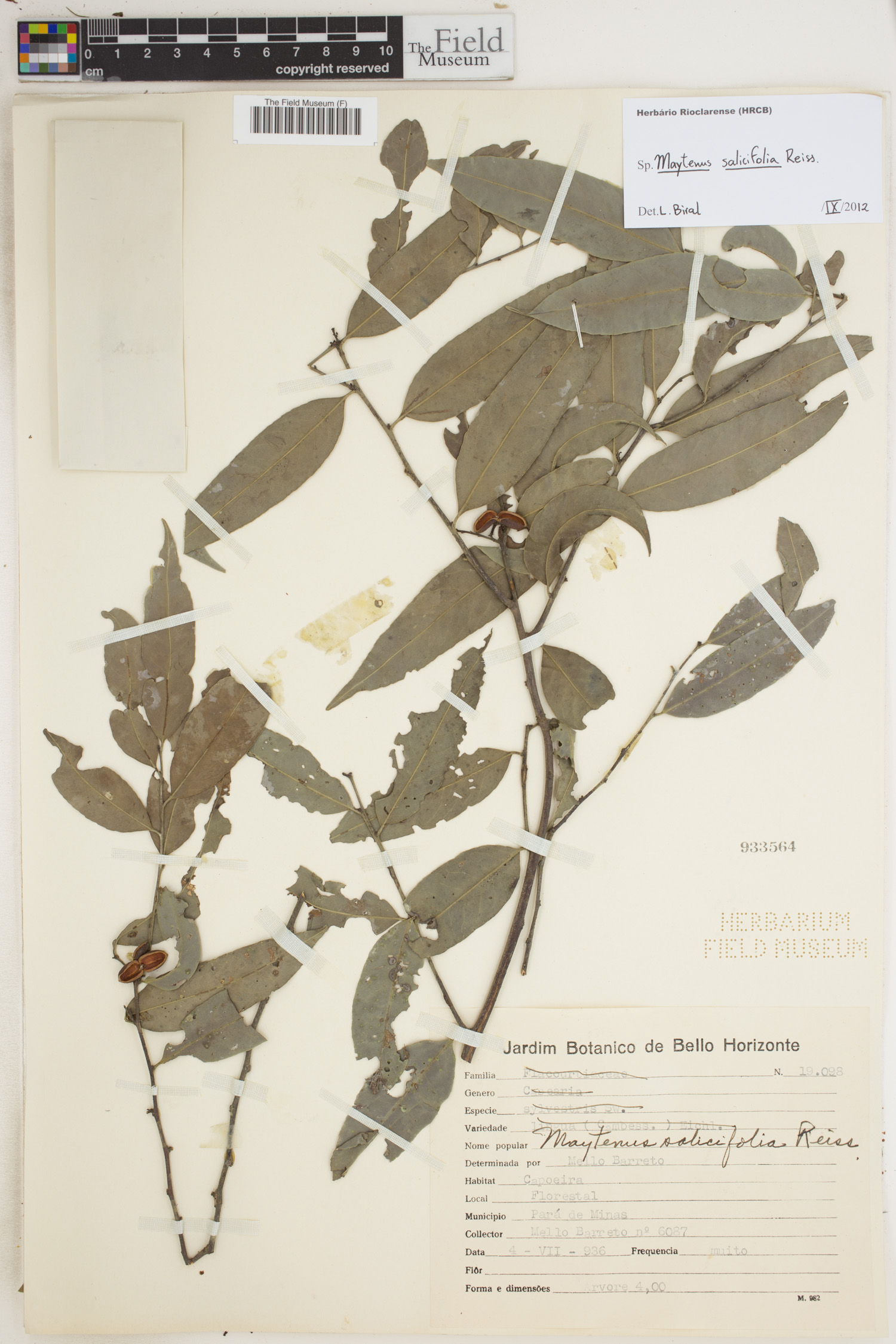 Maytenus salicifolia image