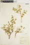 Philibertia bicornuta image
