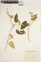 Philibertia latiflora image