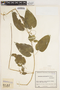 Oxypetalum cordifolium image