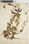 Oxypetalum dombeyanum image