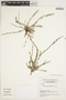 Oxypetalum microphyllum image
