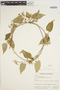 Oxypetalum cordifolium subsp. pedicellatum image
