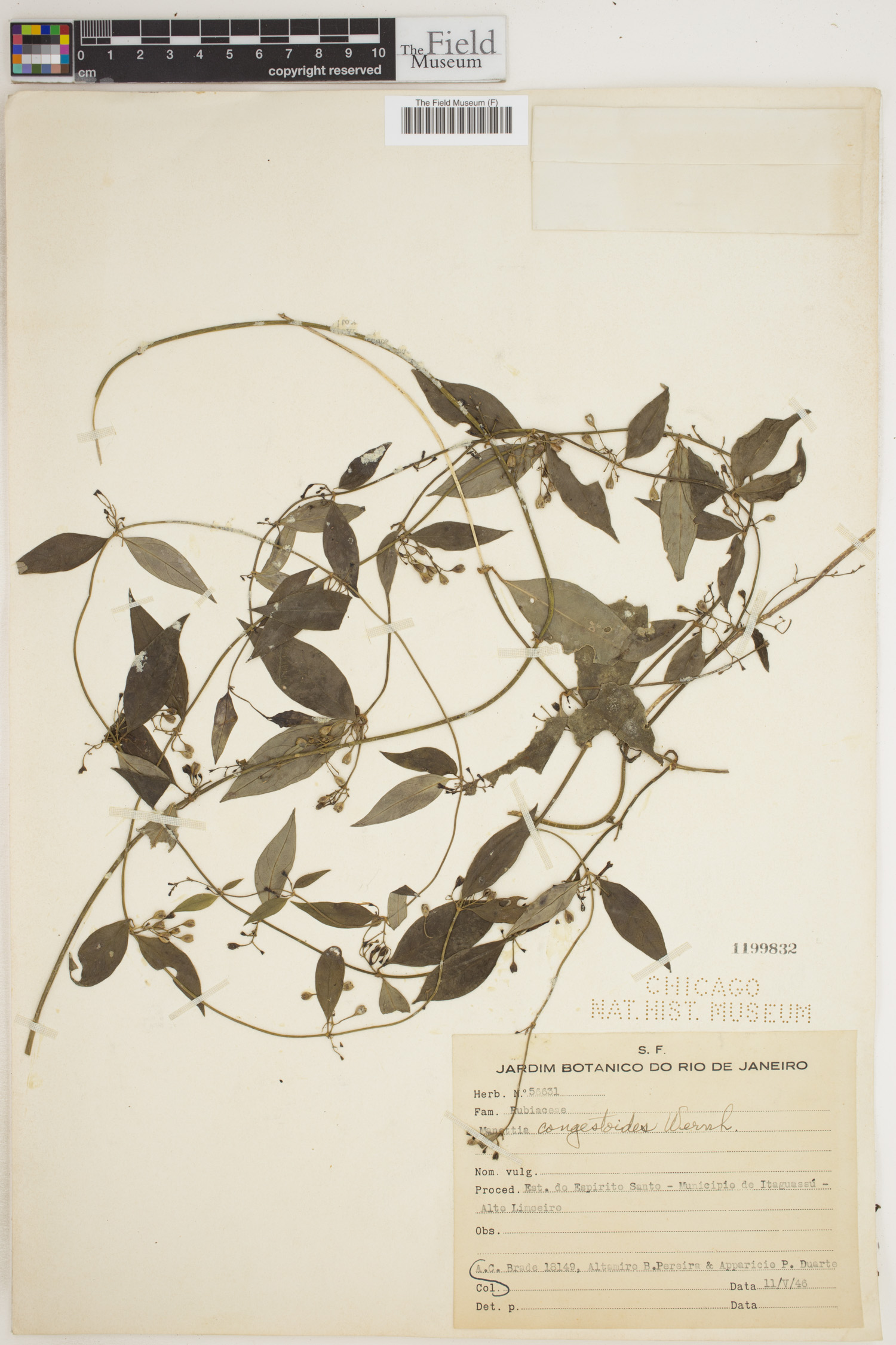 Manettia congestoides image