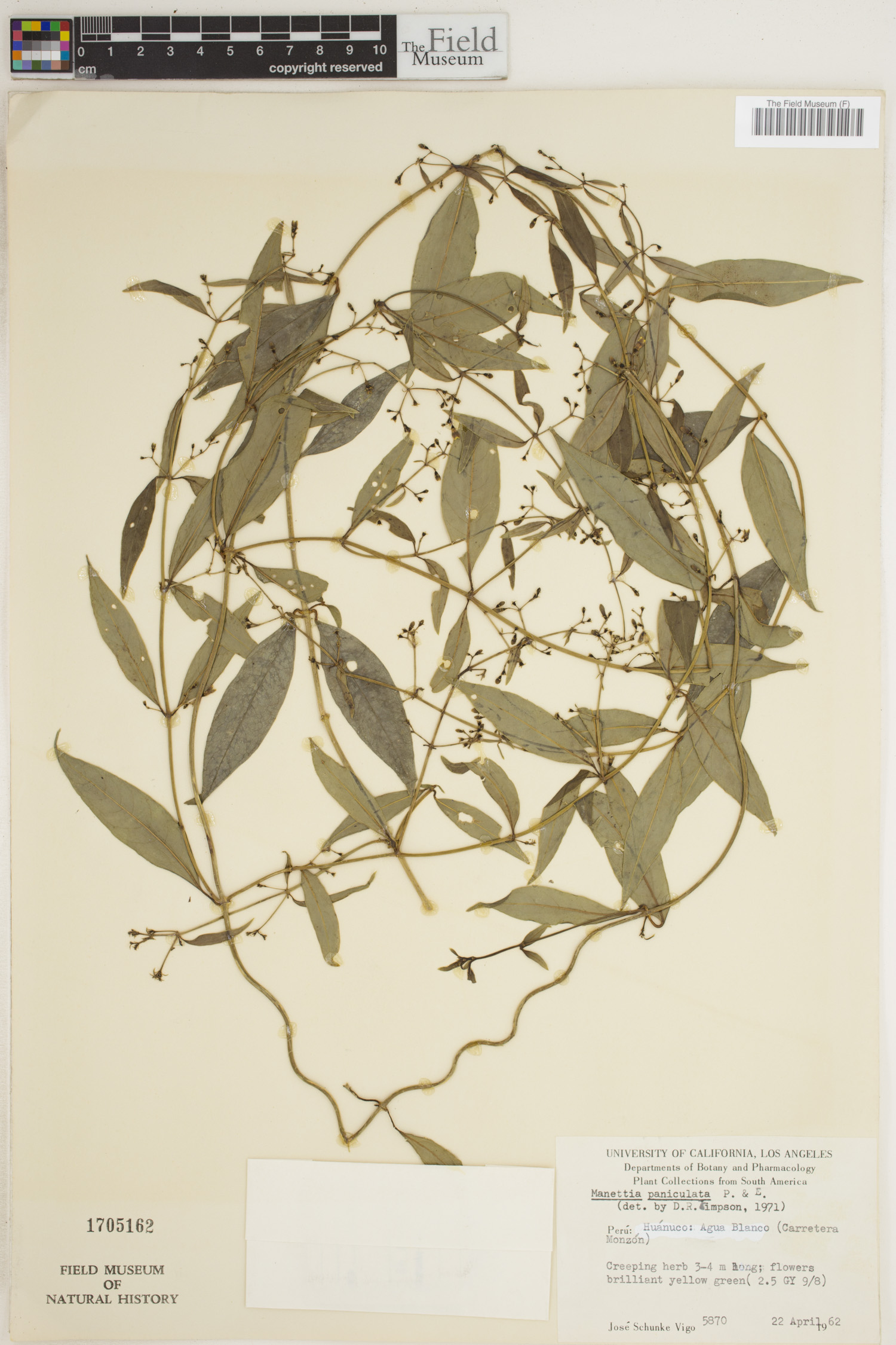 Manettia paniculata image