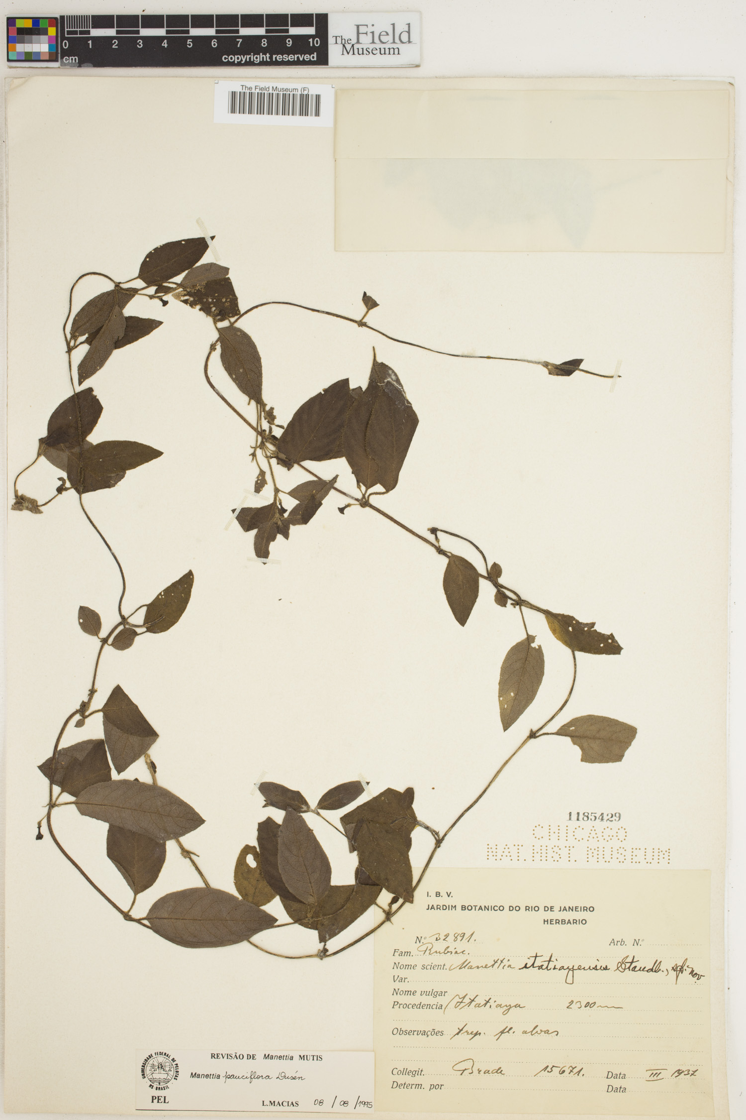 Manettia pauciflora image